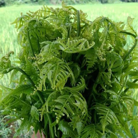 Sayur Pakis Setengah Kg