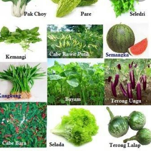 Sayur Sayuran 3