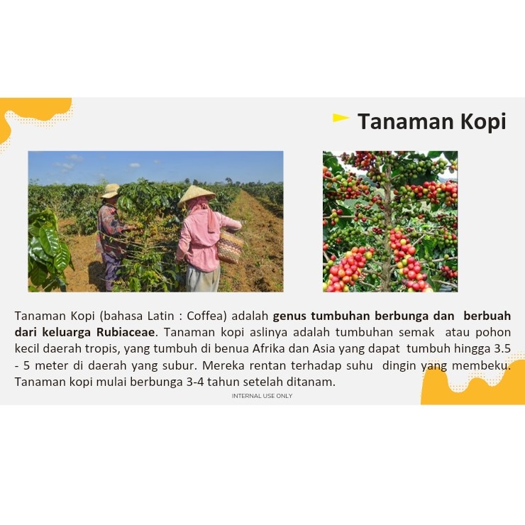 Sejarah Kopi 4