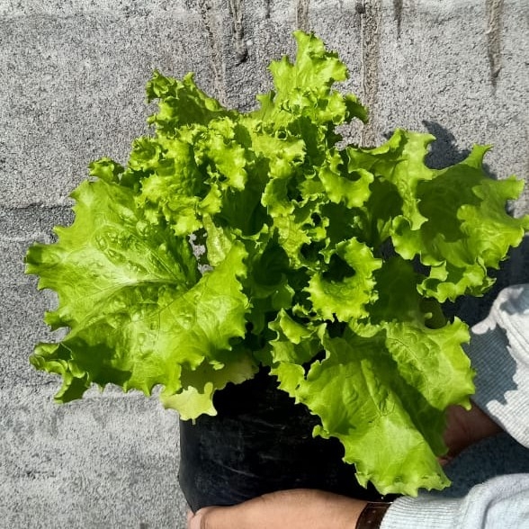 Selada