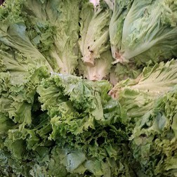 Selada 1kg