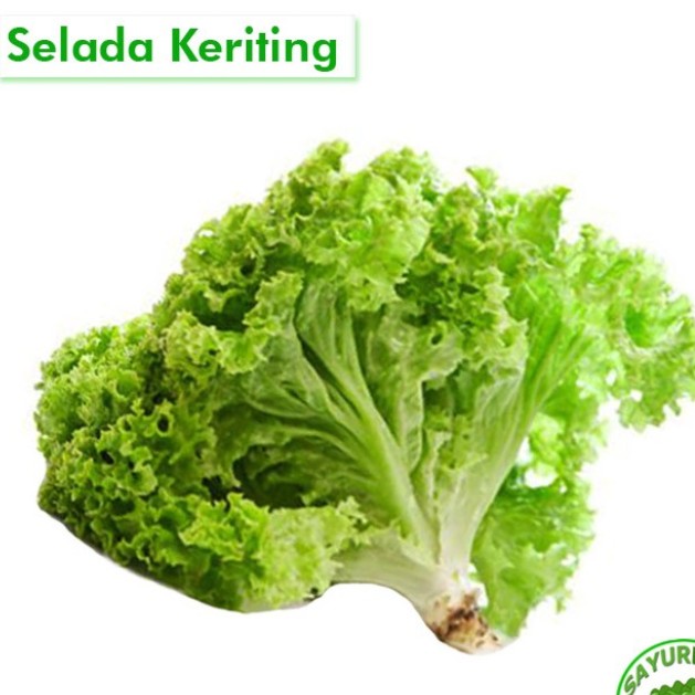 Selada Daun Awet Muda
