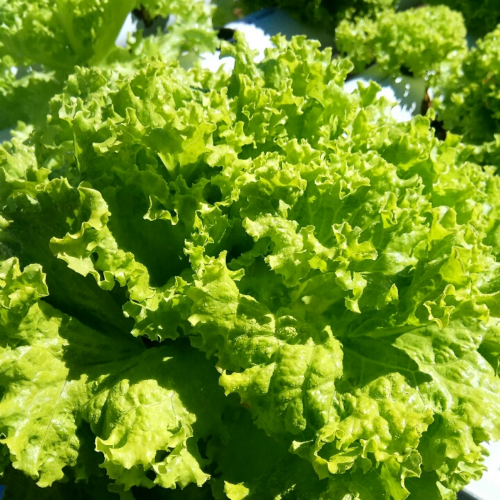 Selada Kriting per Kg