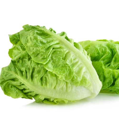 Selada Romaine