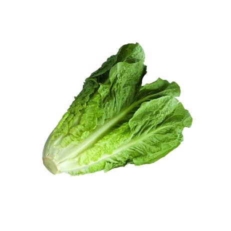 Selada Romaine