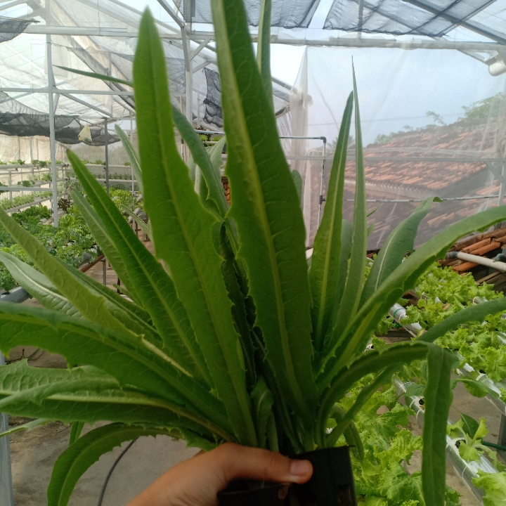 Selada Wangi Siomak