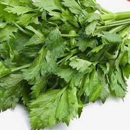 Seledri Segar 1 Ikat