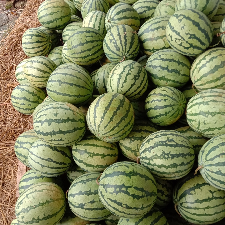 Semangka