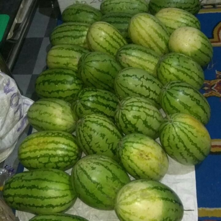 Semangka Biji