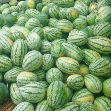Semangka Biji 2