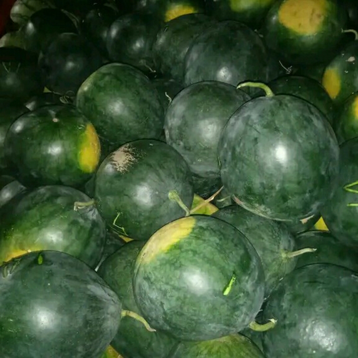 Semangka Tanpa Biji