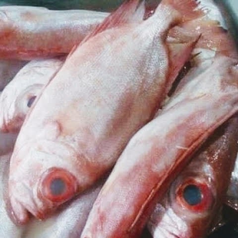 Ikan Mangla