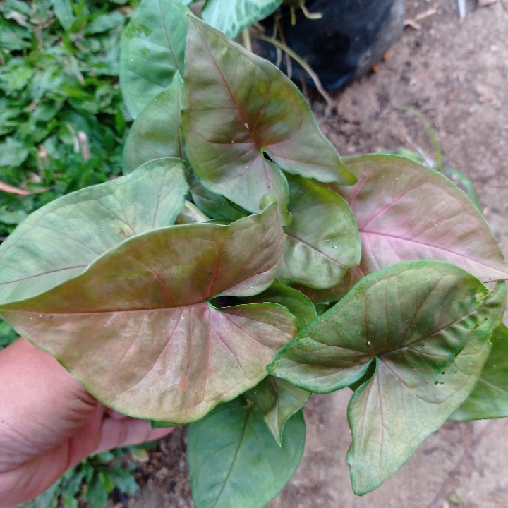 Singonium Pink