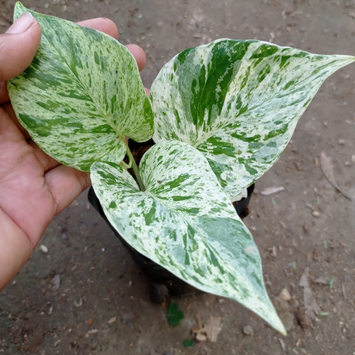 Sirih Gading Lurik