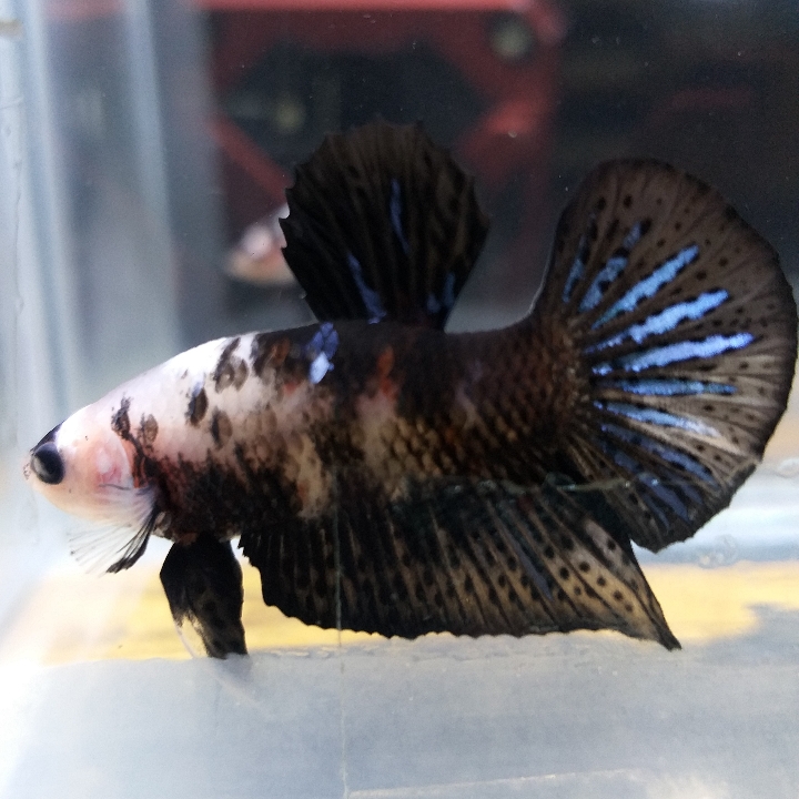 Spade Tail