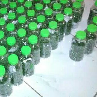Spirulina Organik 2