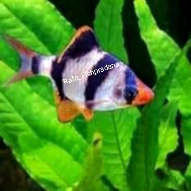 Sumatra TIGER BARB
