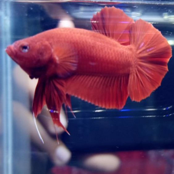 Super Red