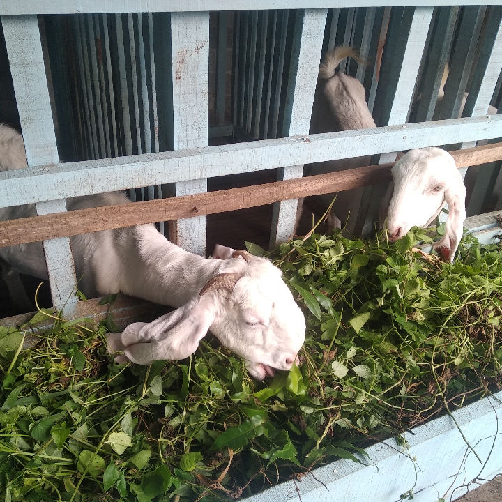 Susu Kambing Etawa Murni Dan Segar 2
