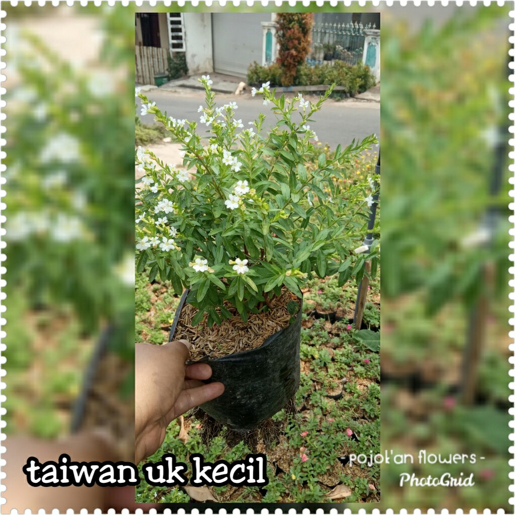 TAIWAN UKURAN KECIL