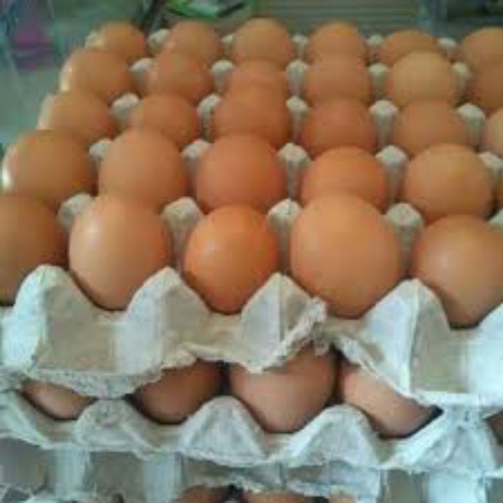 TELOR AYAM 2