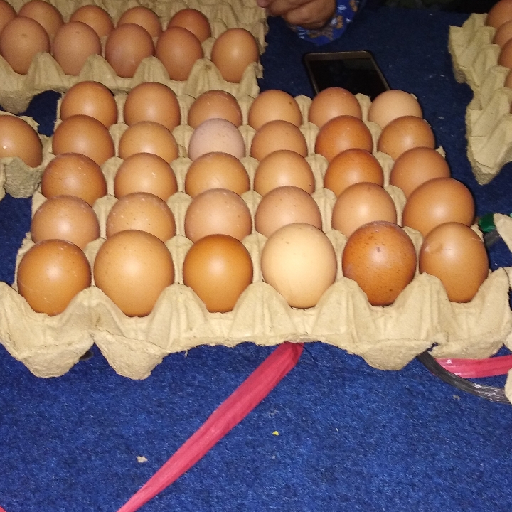 TELOR AYAM BOILER C 2