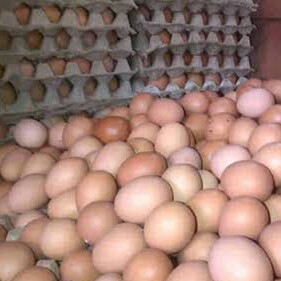 TELUR AYAM NEGERI MEDIUM KECIL MERK ASAL MEDAN PER 30 BUTIR 3