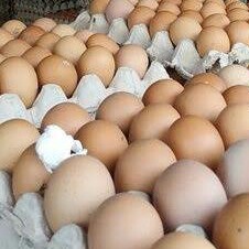 TELUR AYAM NEGERI SUPER MERK ASAL MEDAN PER 30 BUTIR 2