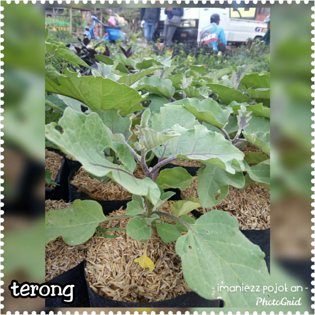 TERONG UNGU