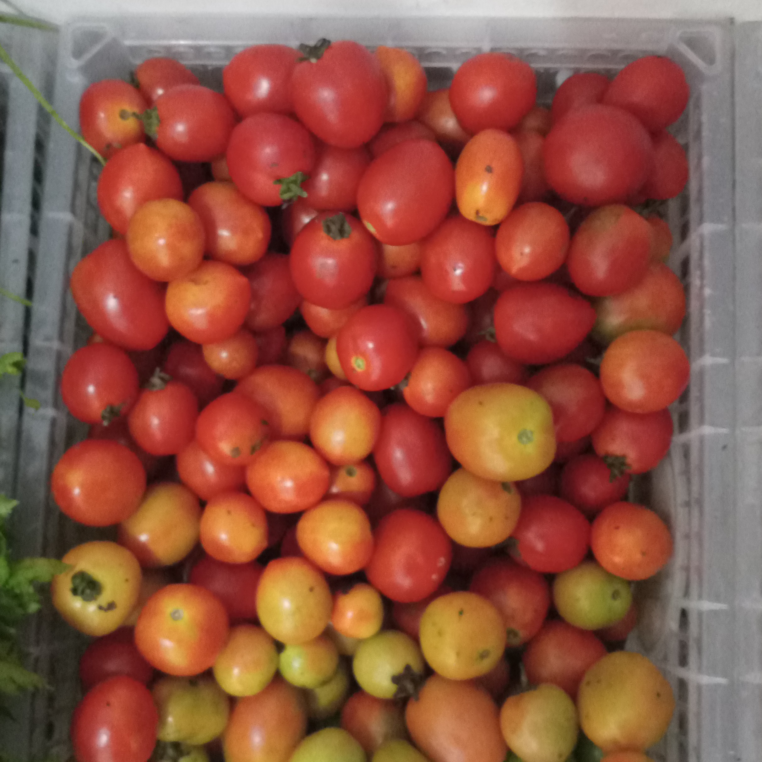 TOMAT 250 GRAM