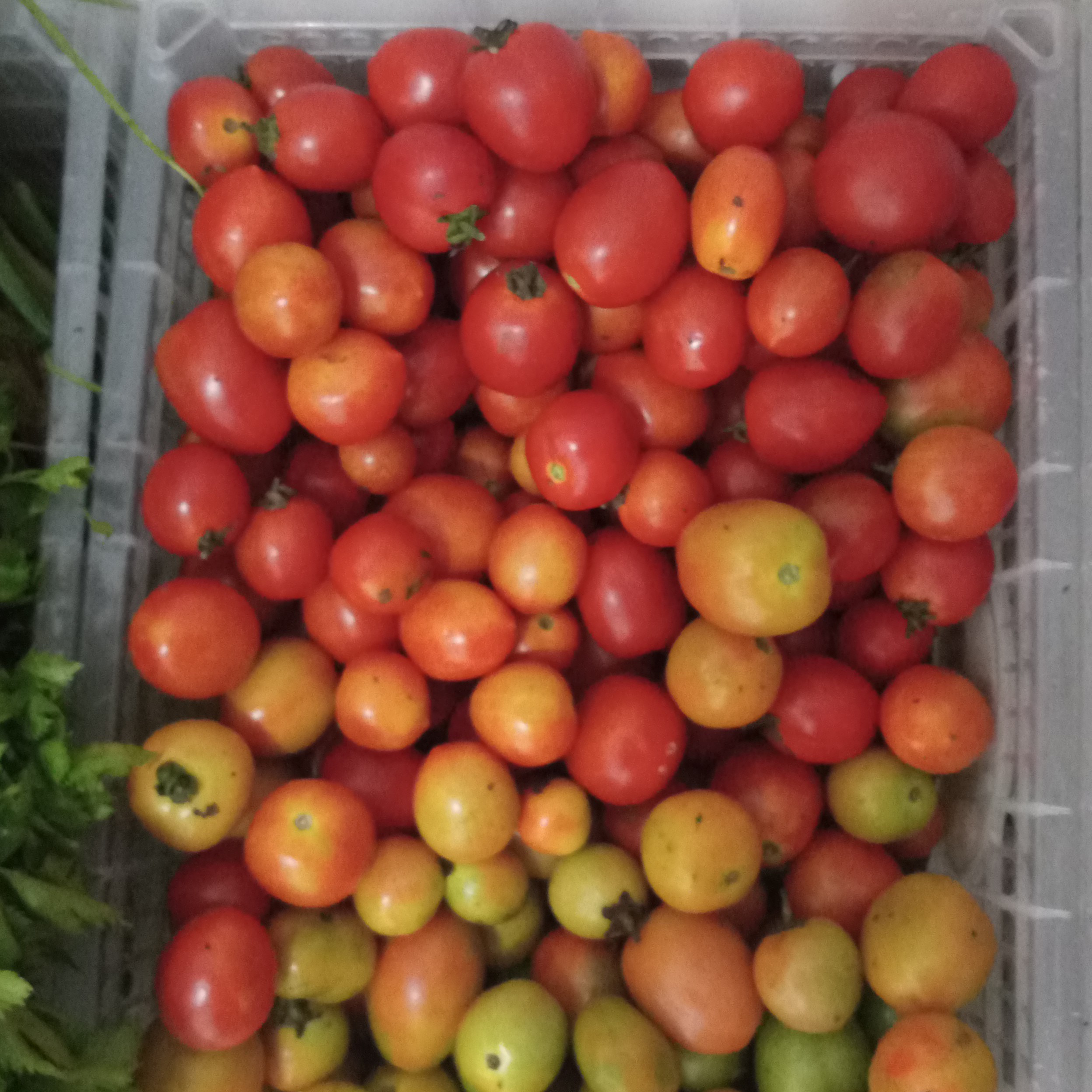 TOMAT 250 Gram