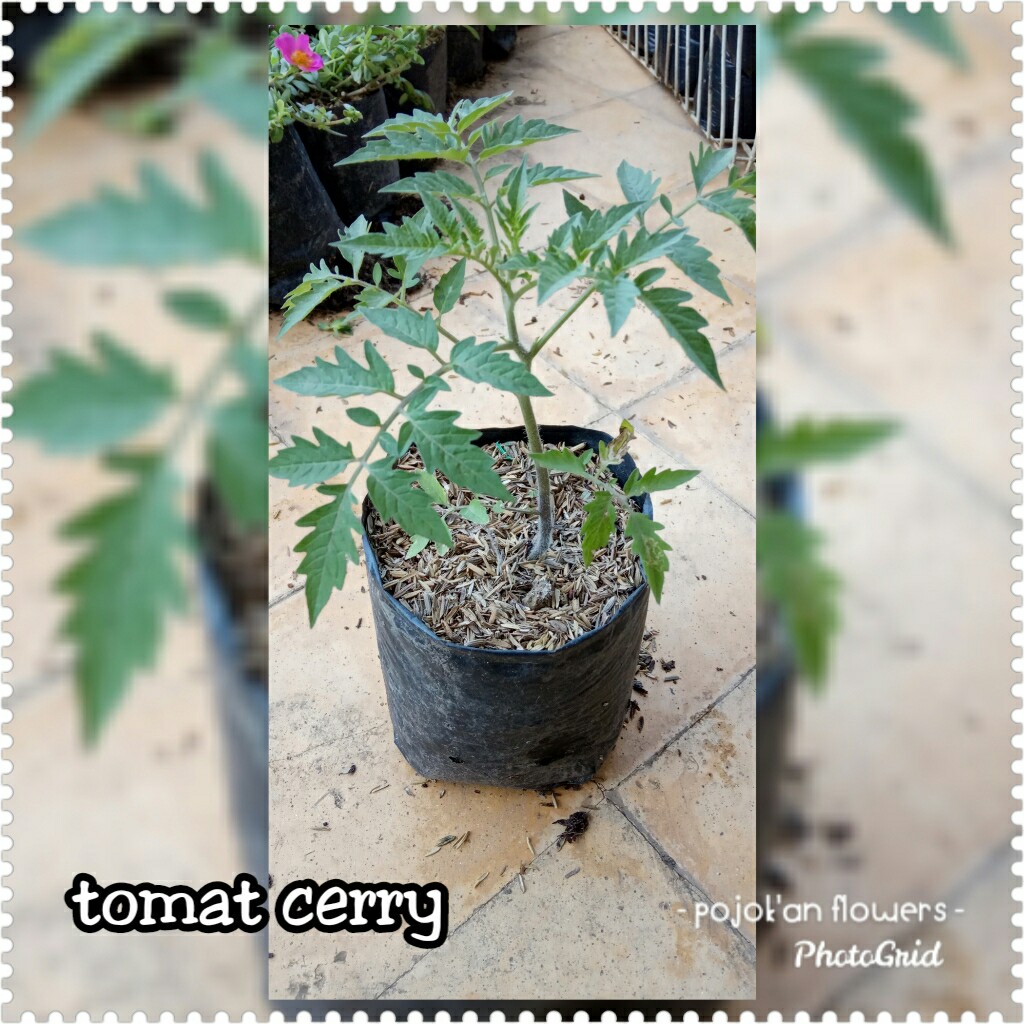 TOMAT CERRY