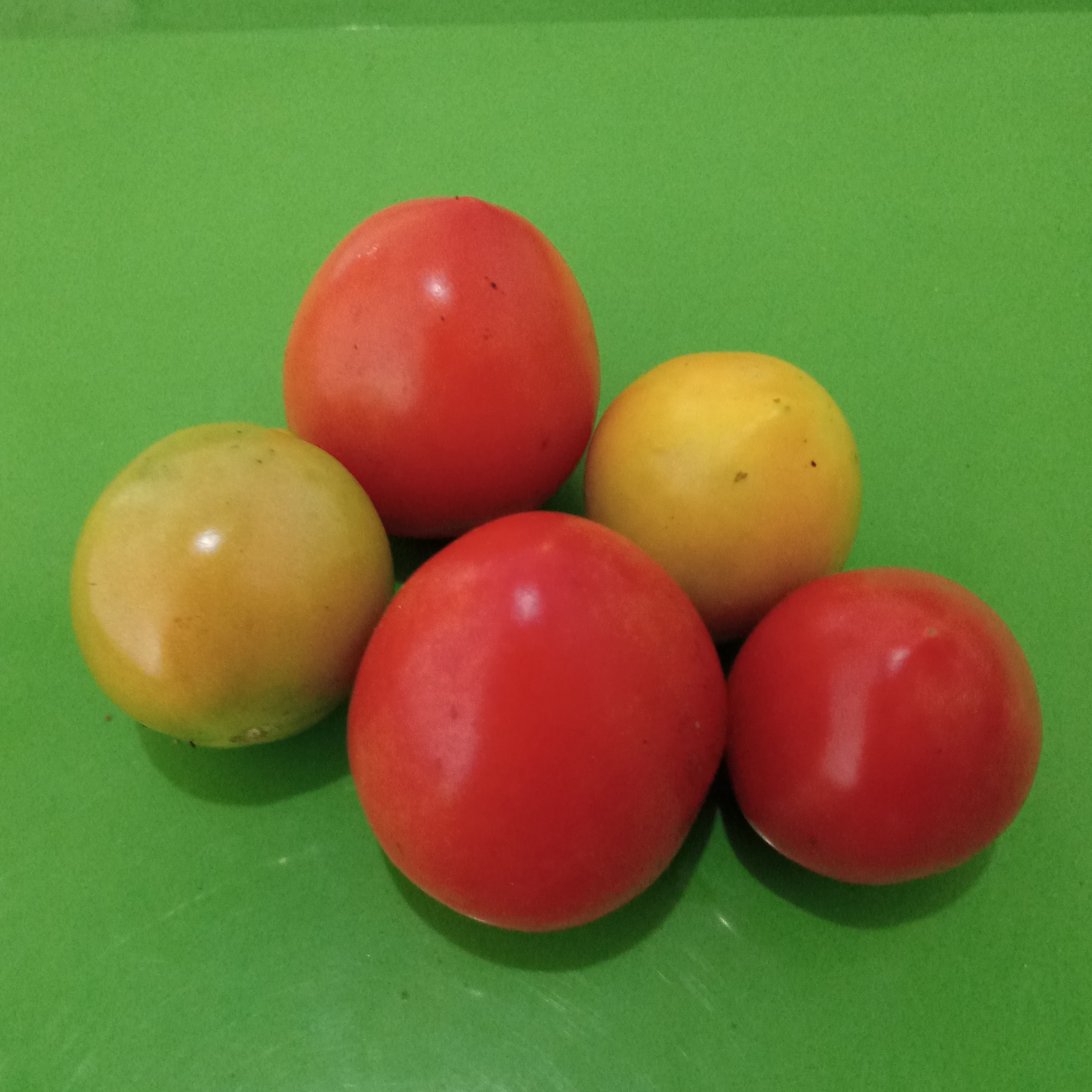 TOMAT KECIL 100 Gram 2