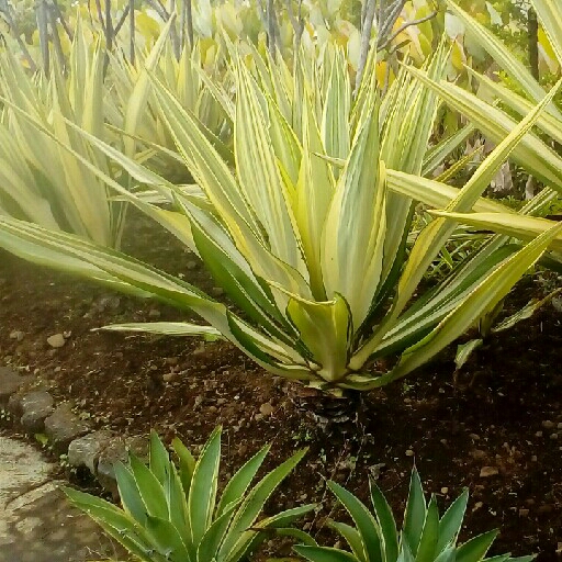 Tanaman AGAVE -Rp 125000