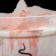 Taro Cream