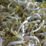Tauge 1 Kg