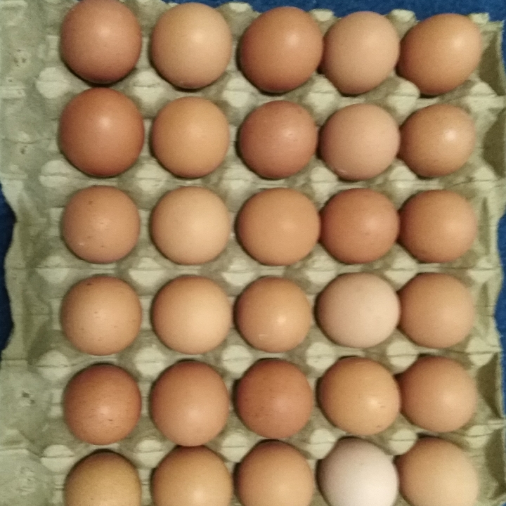 Telor Ayam Boiler A