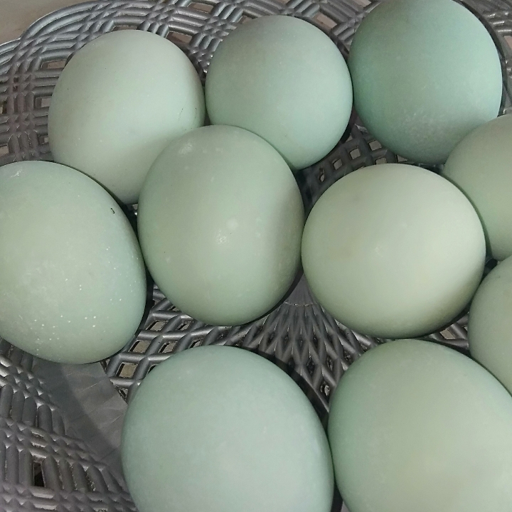 Telor Asin