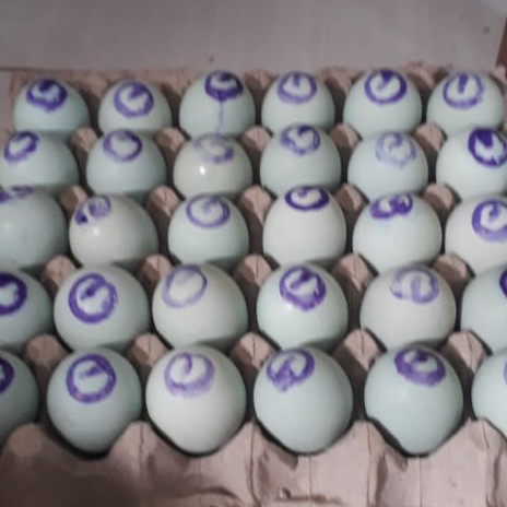 Telor Asin 1 Pcs