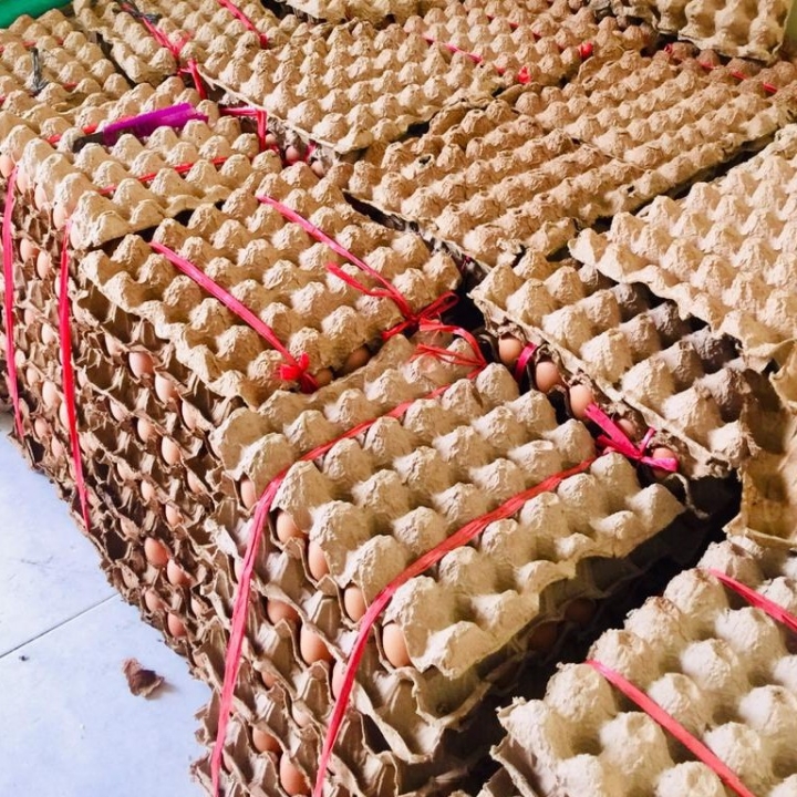 Telor Ayam Boiler A 2