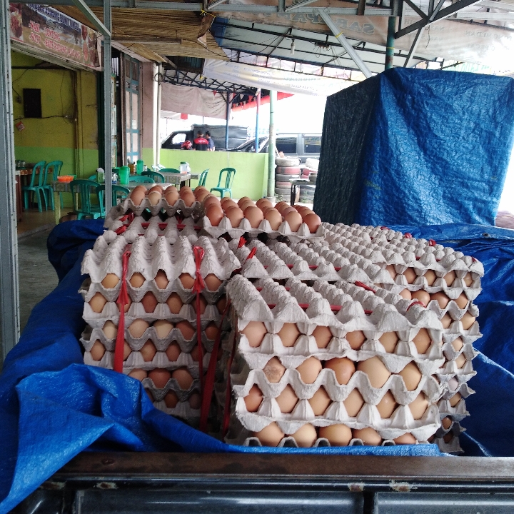 Telor Ayam Boiler A 3