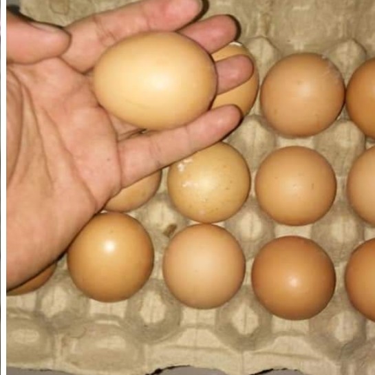 Telor Cangkang Coklat