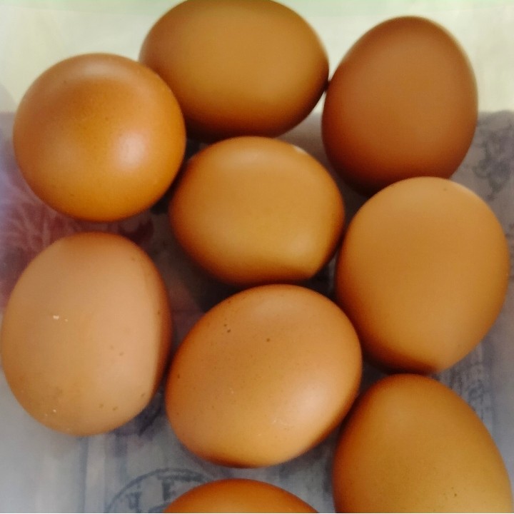 Telur