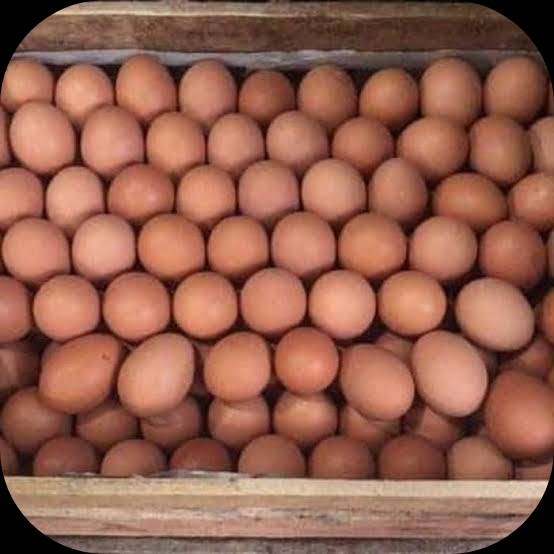 Telur
