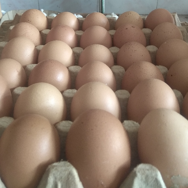 Telur