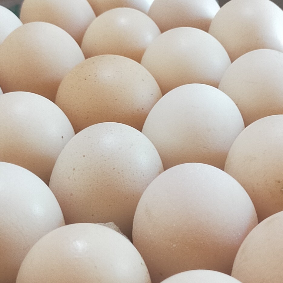 Telur