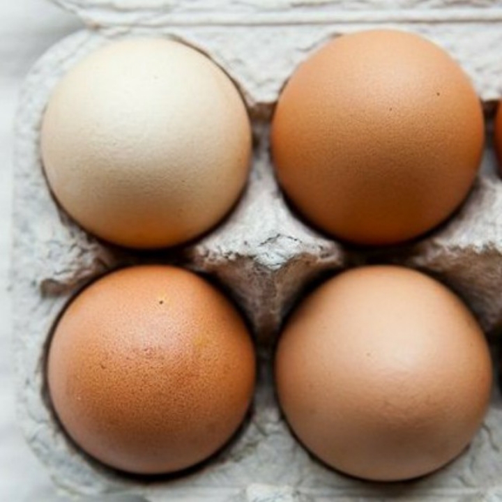 Telur