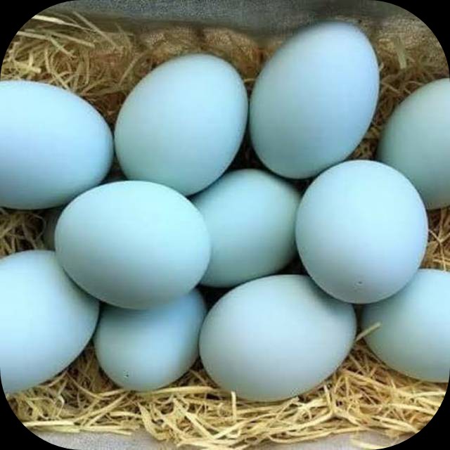 Telur Asin