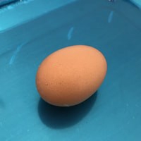 Telur Ayam 