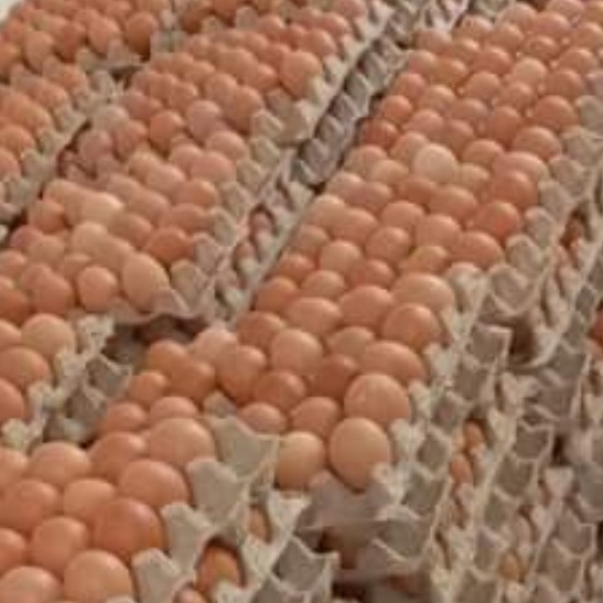 Telur Ayam